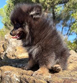 Spitz di Pomerania piccolissimo