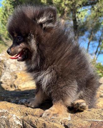 Spitz di Pomerania piccolissimo