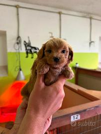 Cuccioli di maltipoo
