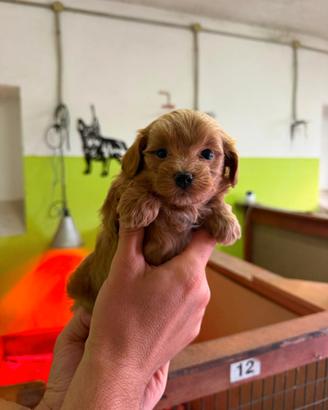 Cuccioli di maltipoo