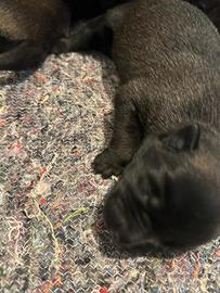 Cuccioli pastore belga malinois