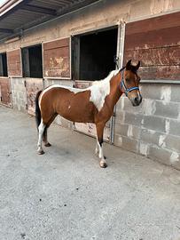 Cavallina 130 cm da sella
