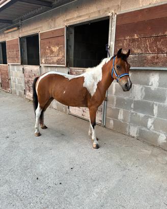 Cavallina 130 cm da sella