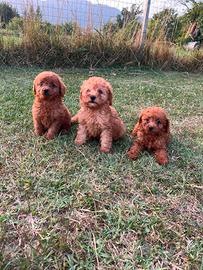 Cuccioli di Barboncino Toy Red e Albicocca