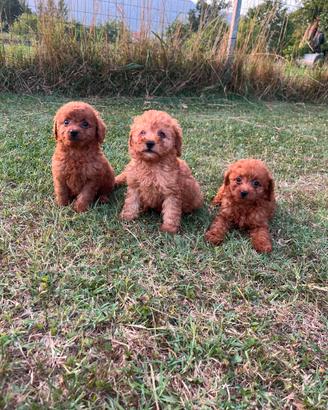 Cuccioli di Barboncino Toy Red e Albicocca