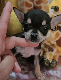 Chihuahua mini toy per Natale