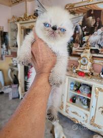 gatti