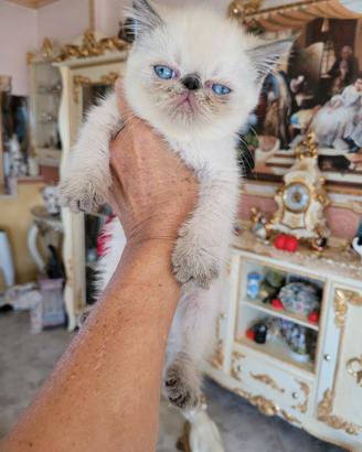 gatti
