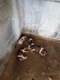 cani da cacia 