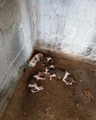 cani da cacia 