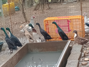 Anatre corritrici indiane 2025