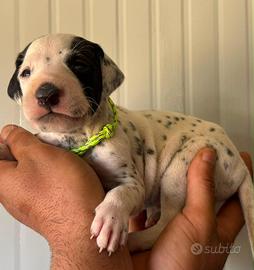Cucciolina dalmata pedigree