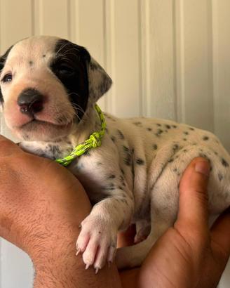 Cucciolina dalmata pedigree