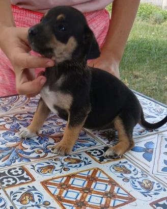 Cuccioli taglia piccola