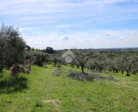 TER. AGRICOLO A FONTE NUOVA