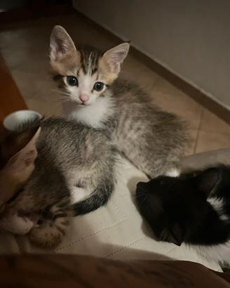 Dono gattini