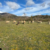 Pecore incrocio Lacaune