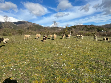 Pecore incrocio Lacaune