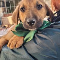 Cuccioli femmine e maschi 3 mesi