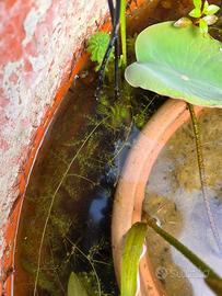 utricularia pianta carnivora acquatica