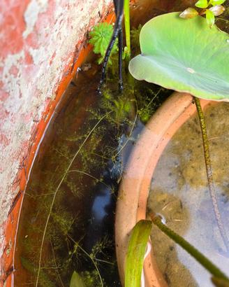 utricularia pianta carnivora acquatica