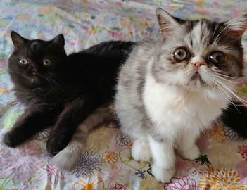 Cuccioli exotic . Se interessati tel