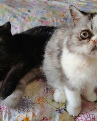 Cuccioli exotic . Se interessati tel