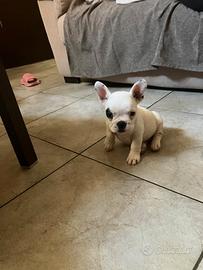 Disponibili bulldog francesi originali