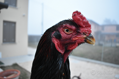 O shamo per passione