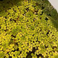 Salvinia natans pianta galleggiante antialghe