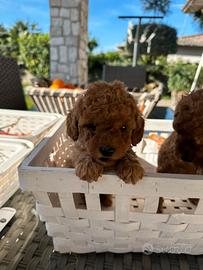 Cuccioli di barboncino