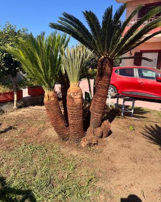 Piante 