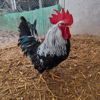 Gallo Chabo Nagasaki Silver
