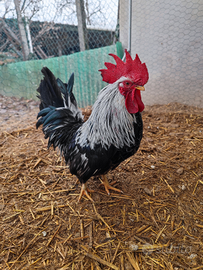 Gallo Chabo Nagasaki Silver