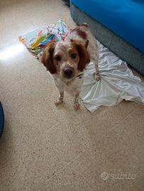 Epagneul Breton, Splendido Soggetto Bianco Arancio