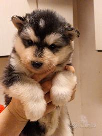 Cuccioli alaskan malamute alta genealogia