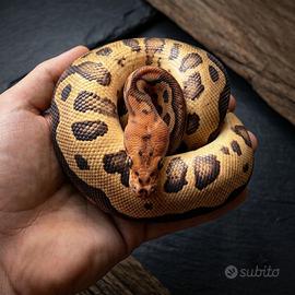 Ball Phyton, Pitone Reale, Rettili, Serpenti