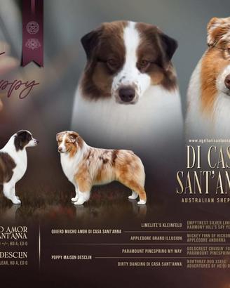 Cuccioli pastore australiano