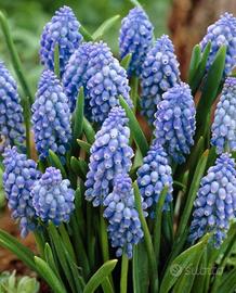 Bulbi muscari armeniacum 