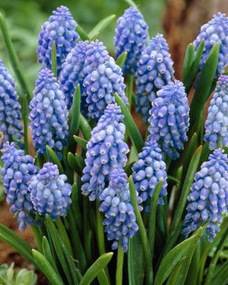 Bulbi muscari armeniacum 