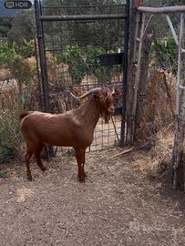 Caprone malaguena puro