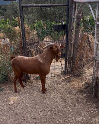 Caprone malaguena puro