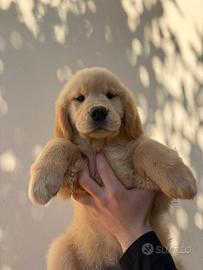 Golden retriever