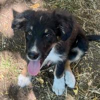 Cucciolo taglia medio grande