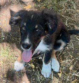 Cucciolo taglia medio grande