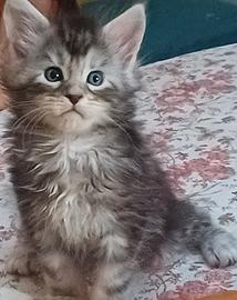 Maine coon cuccioli di 5 settimane