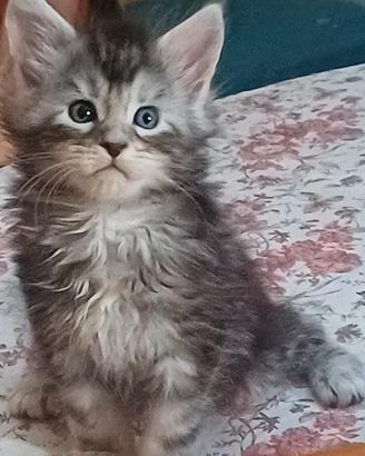 Maine coon cuccioli di 5 settimane