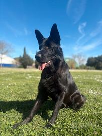 Cuccioli di pastore tedesco neri e focati