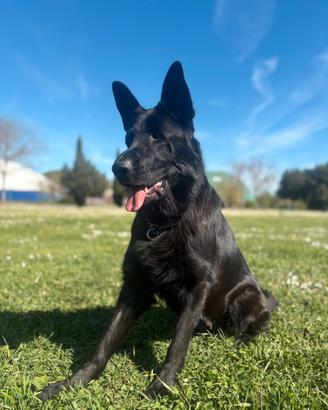 Cuccioli di pastore tedesco neri e focati