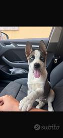 Cucciolo di 4 mesi